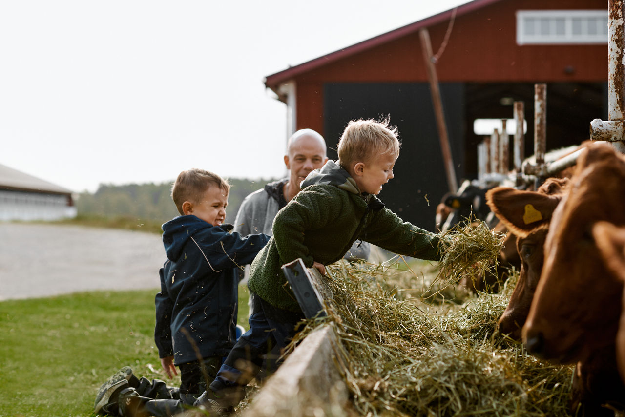 Barn som matar kor på en bondgård.