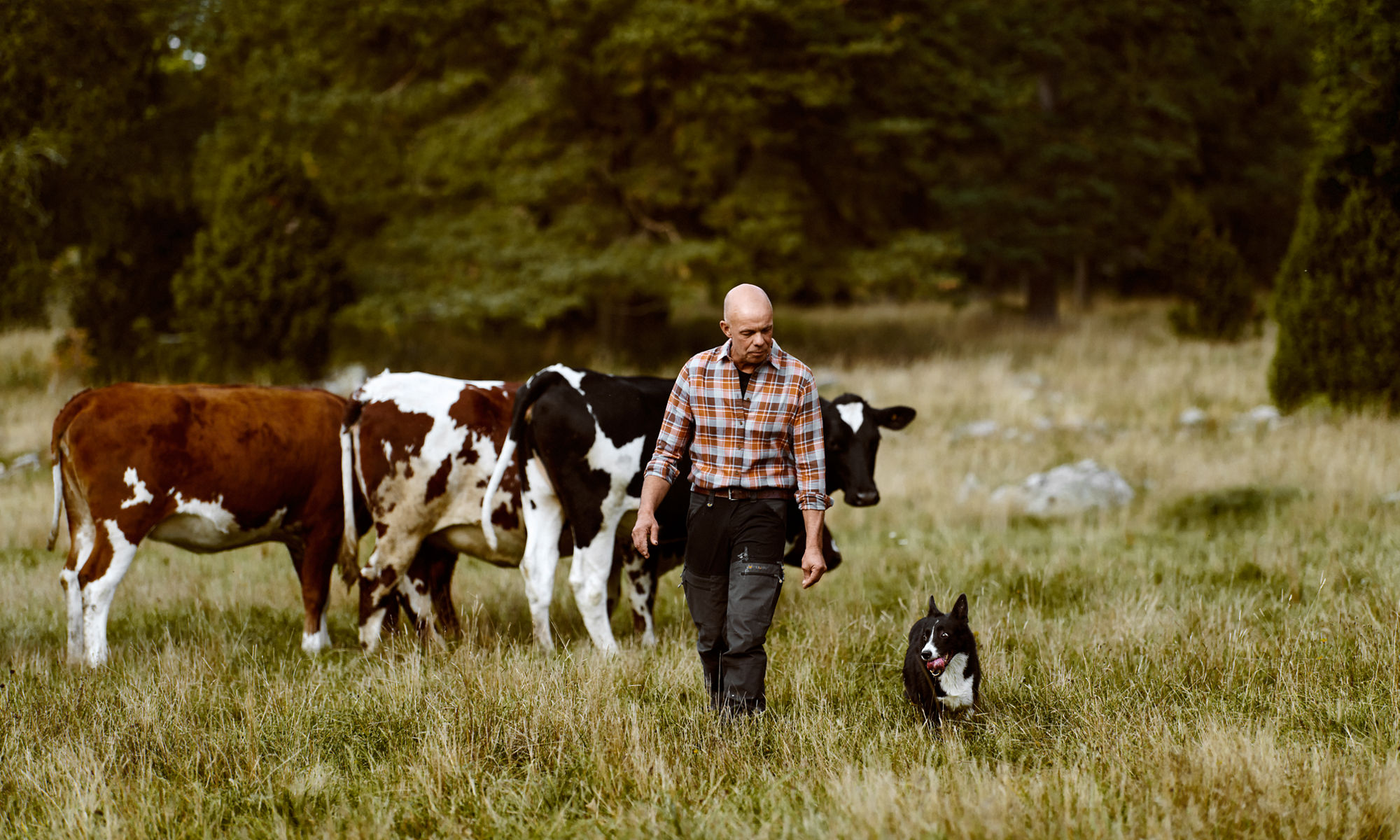 En man, en hund och några kor på en äng.