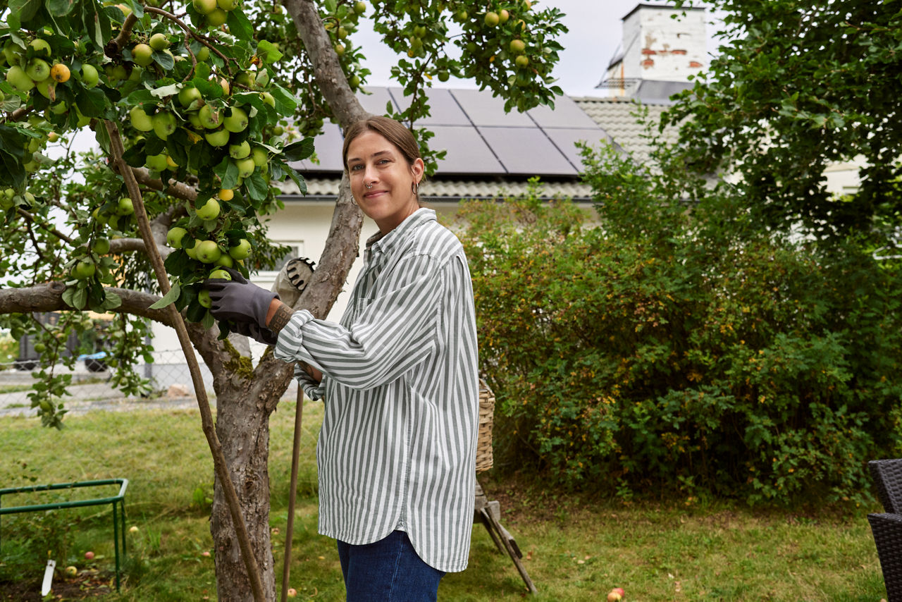 Leende kvinna som plockar äpplen i trädgården.