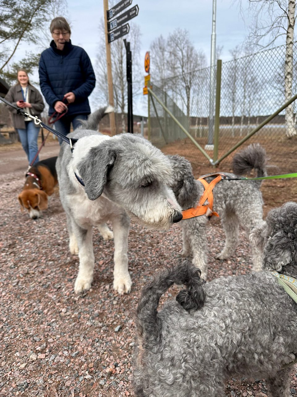 Hundar och människor under invigningen av Leksands hundpark vid Norsbro.