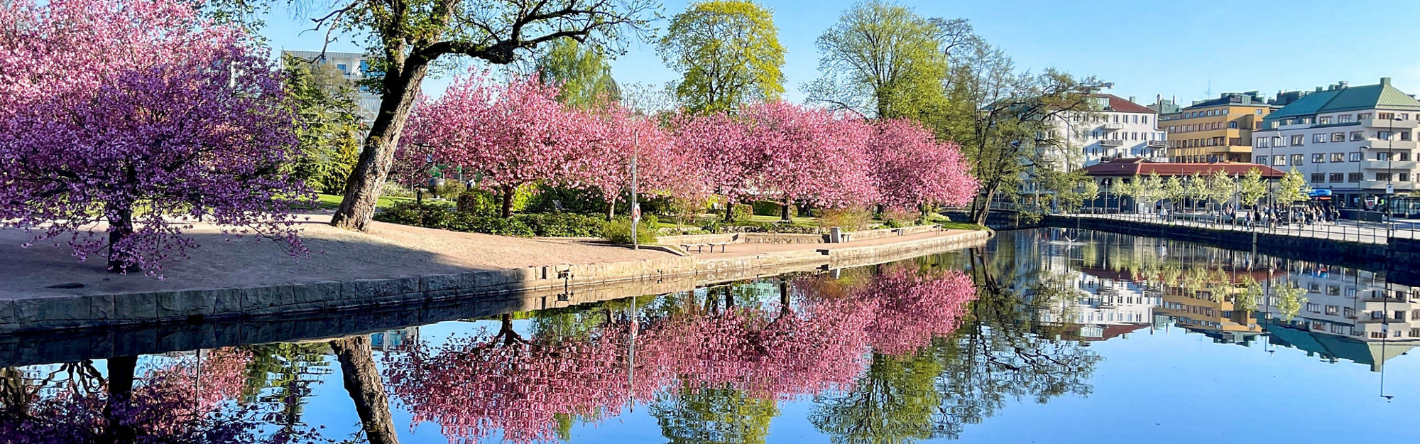 Blommande körsbärsträd i Stadsparken, Borås
