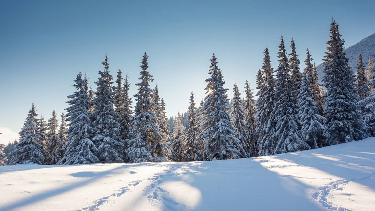 Winter, snow, threes, blue sky