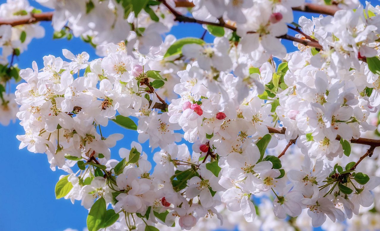 Äppelblommor i äppleträd