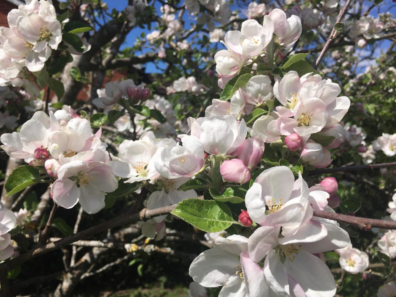 Appleblossom