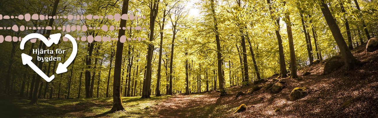 Bokskogen på Ryssberget