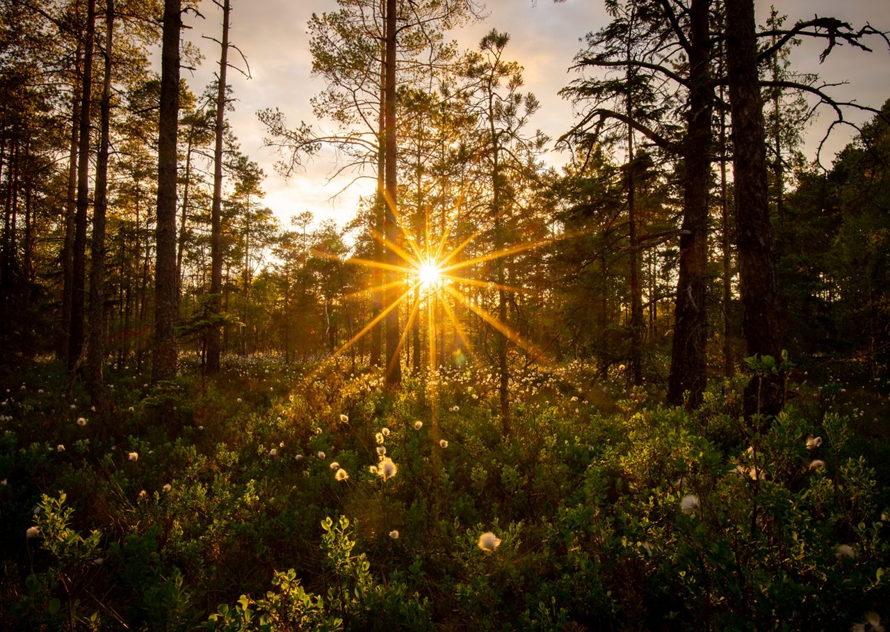 En bild på skog med solnedgång