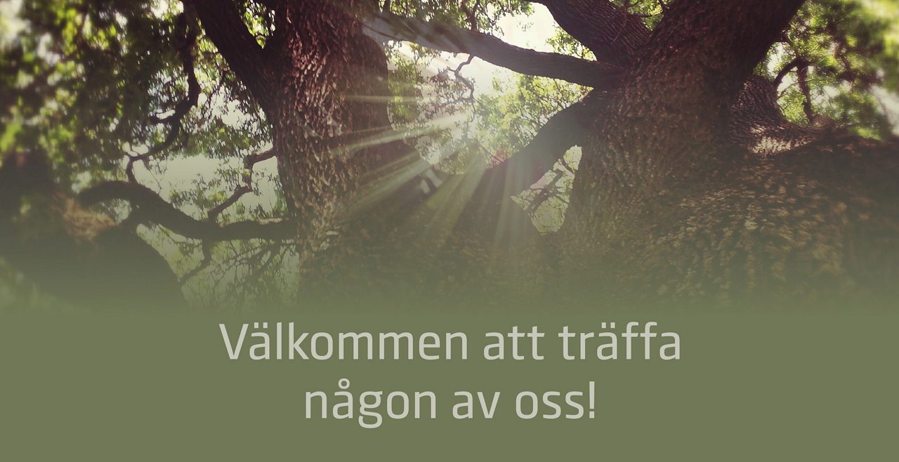 Ek underifrån med solljus mellan grenarna och texten "Välkommen att träffa oss"