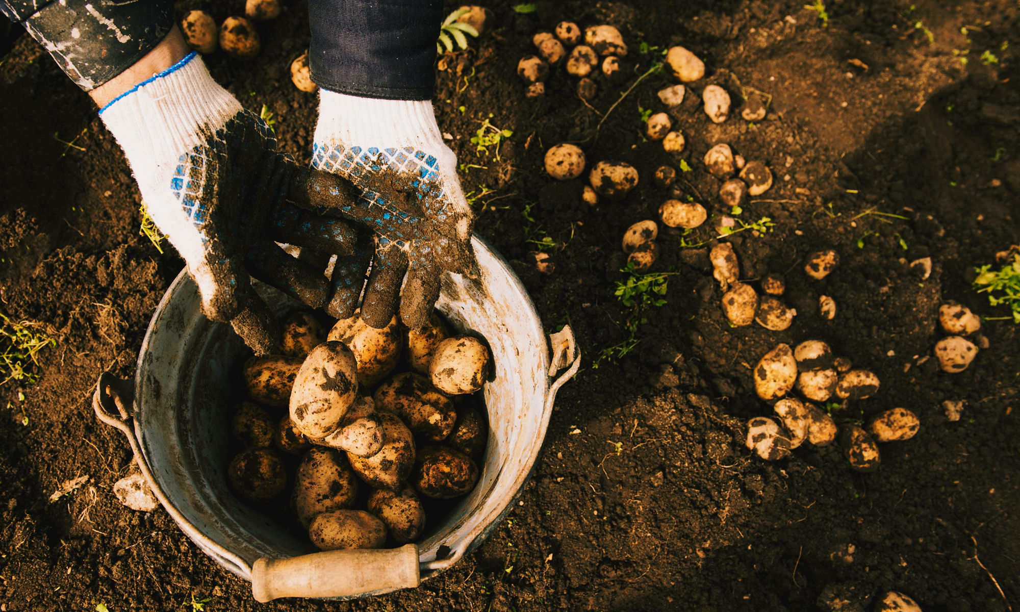 Gardener harvesting potatoes, with soil on hands