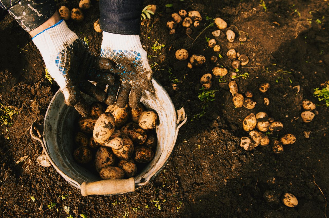 Trädgårdsarbetare skördar potatis med jord på händerna