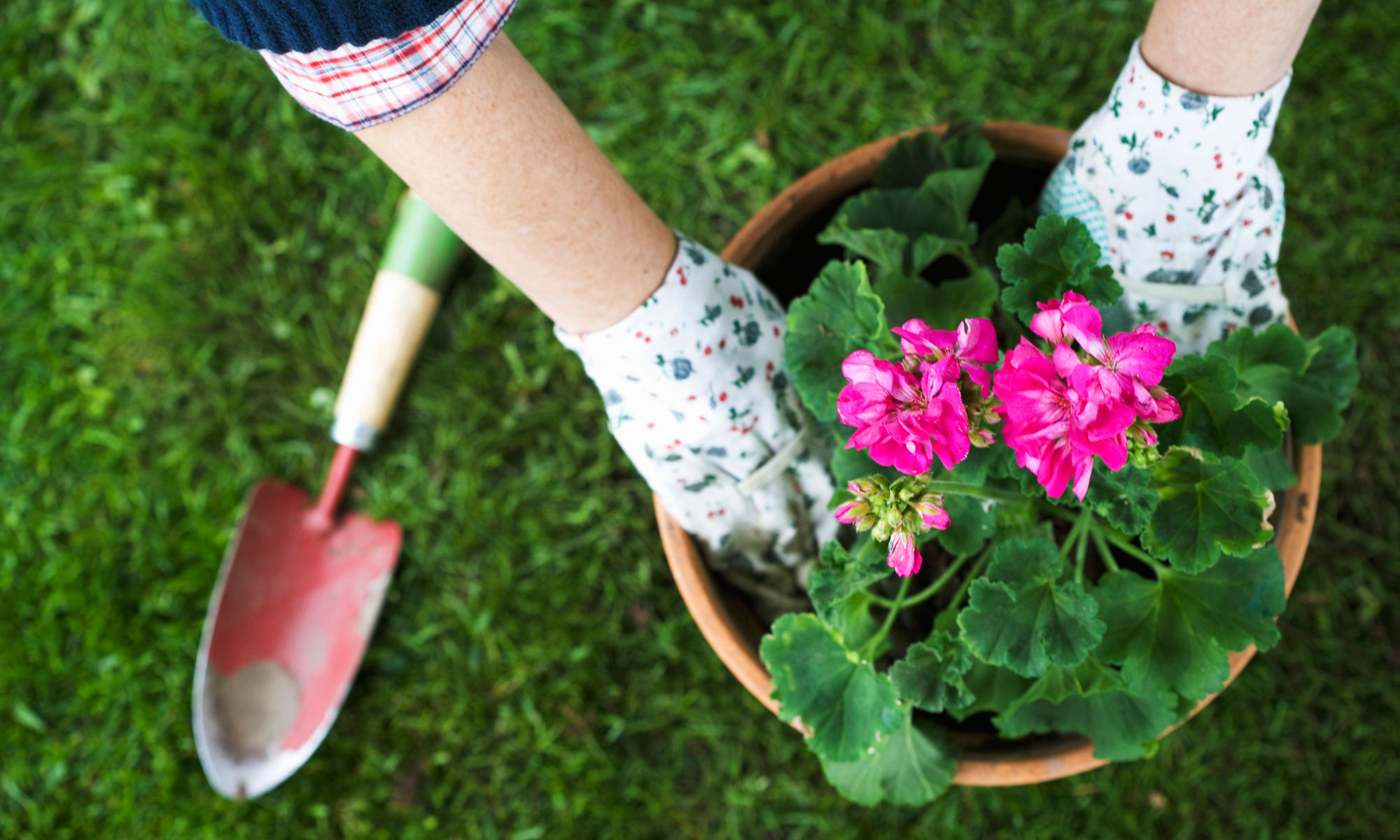 Händer som sätter blomma i en kruka utomhus