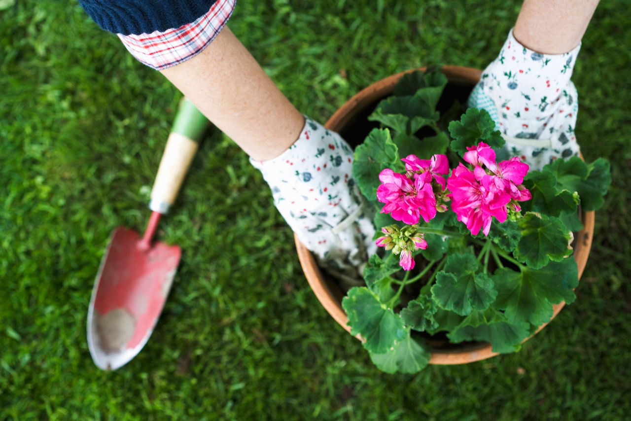 Händer som sätter blomma i en kruka utomhus