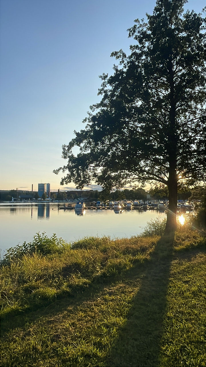 Ett stort träd står vid en stilla sjö, och dess långa skugga sträcker sig över den gräsbevuxna strandkanten i den låga kvällssolen. 