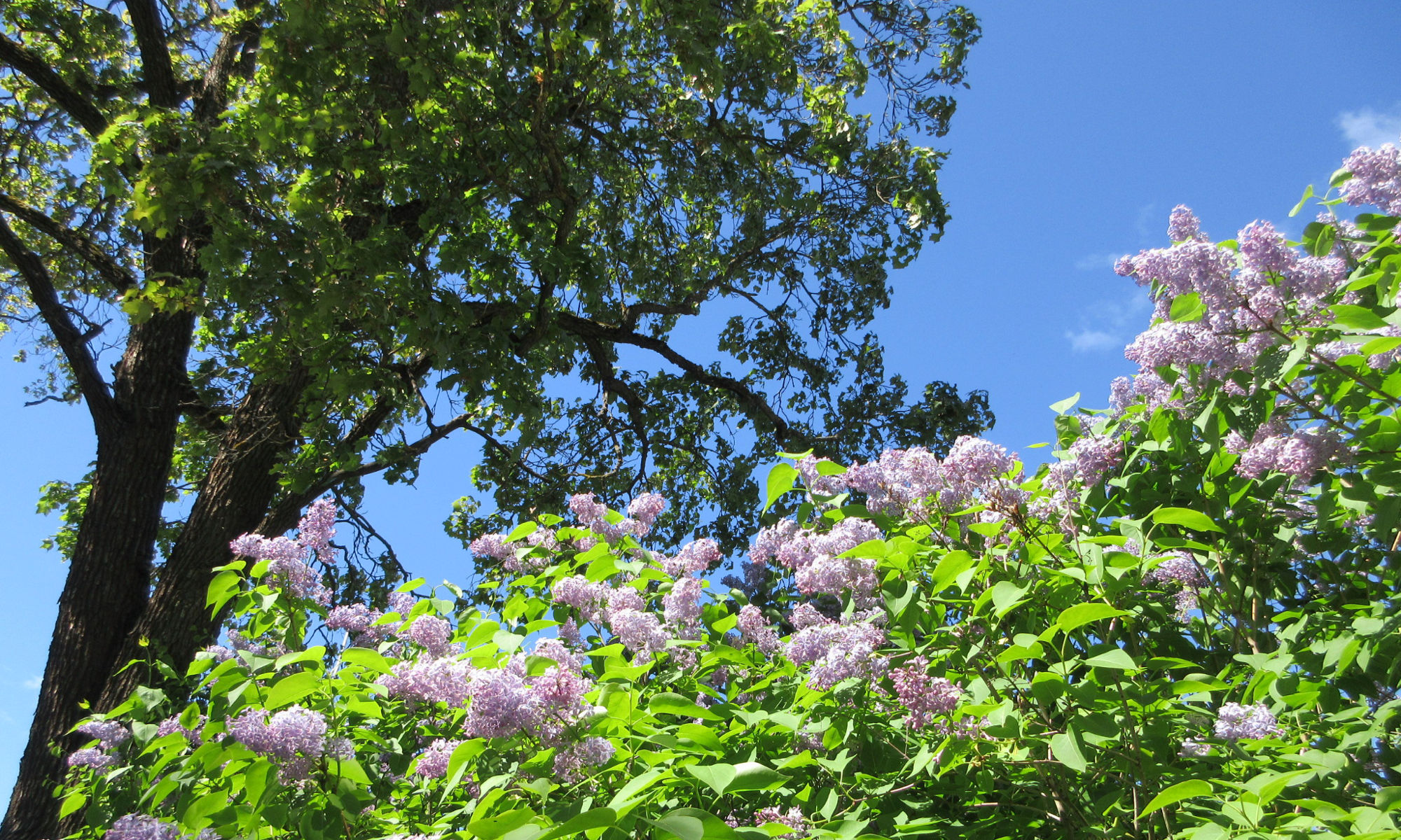 Syrenbuskar som blommar under en klarblå himmel
