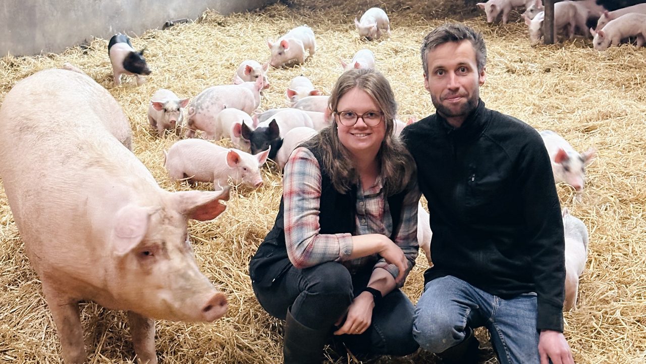 En kvinna och en man och flera grisar