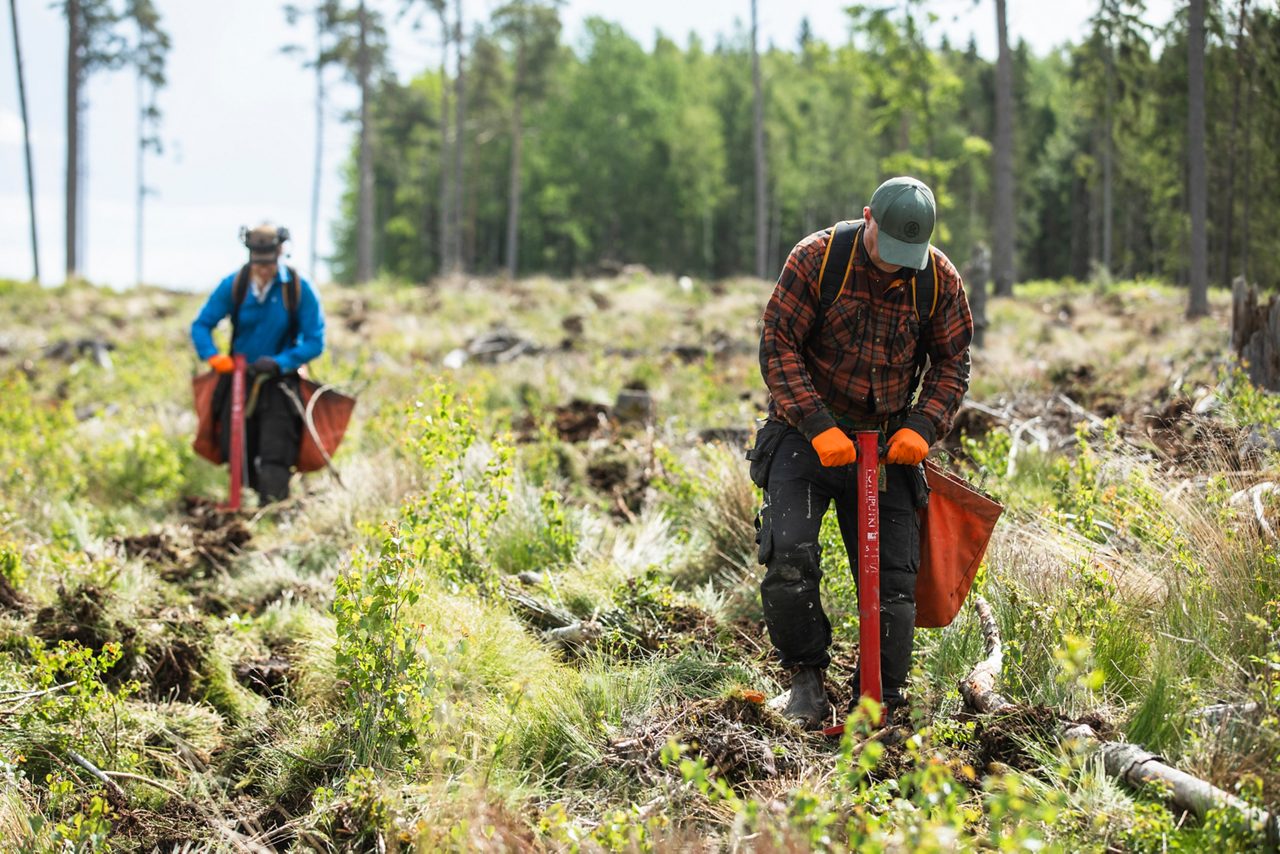 Två män planterar skog