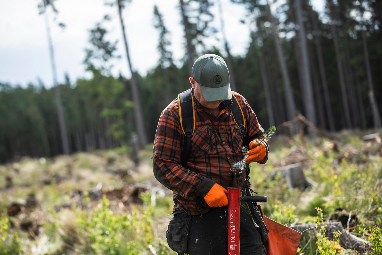 En man planterar träd i skogen