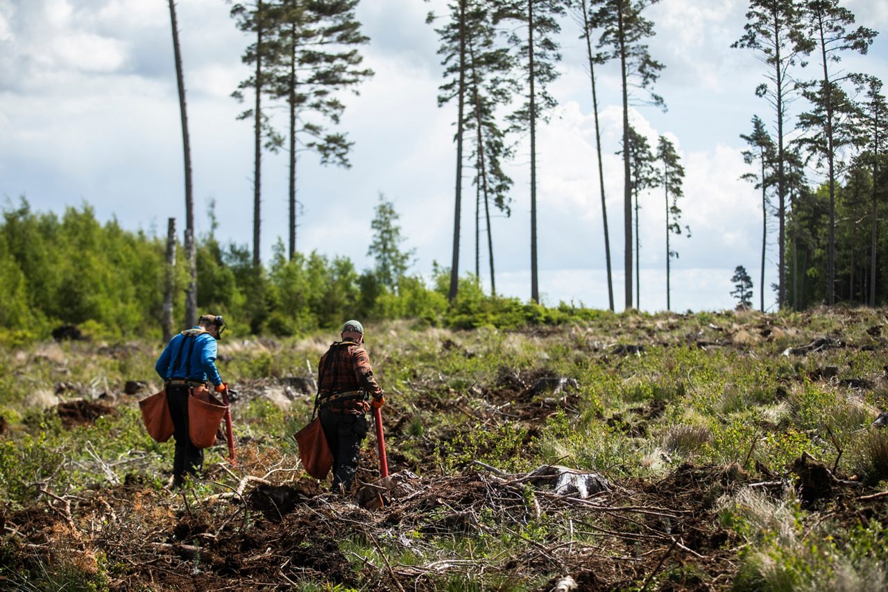 Två män planterar skog
