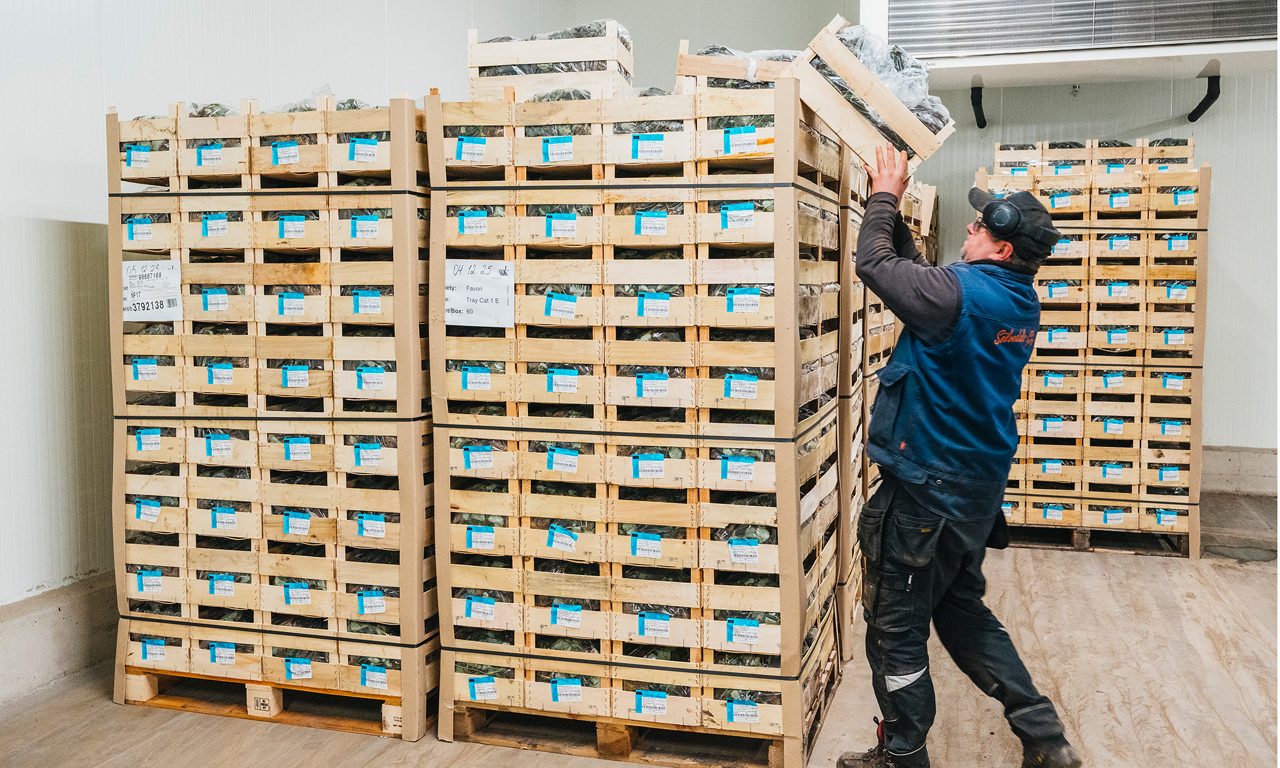 Martin lastar upp en låda med jordgubbsplantor på lagret.