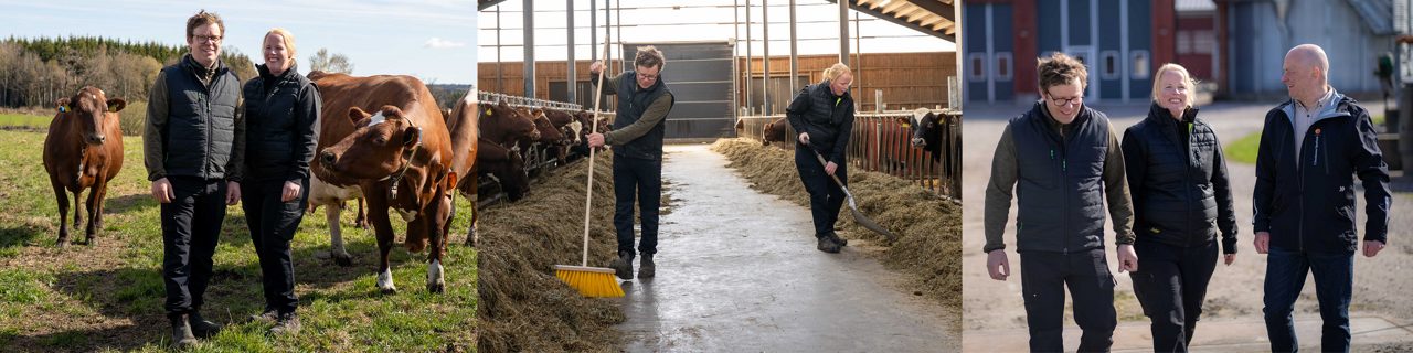 Man och kvinna står i en hage med kor runt sig, räfsar i en ladugård och står tillsammans och pratar med ytterligare en man