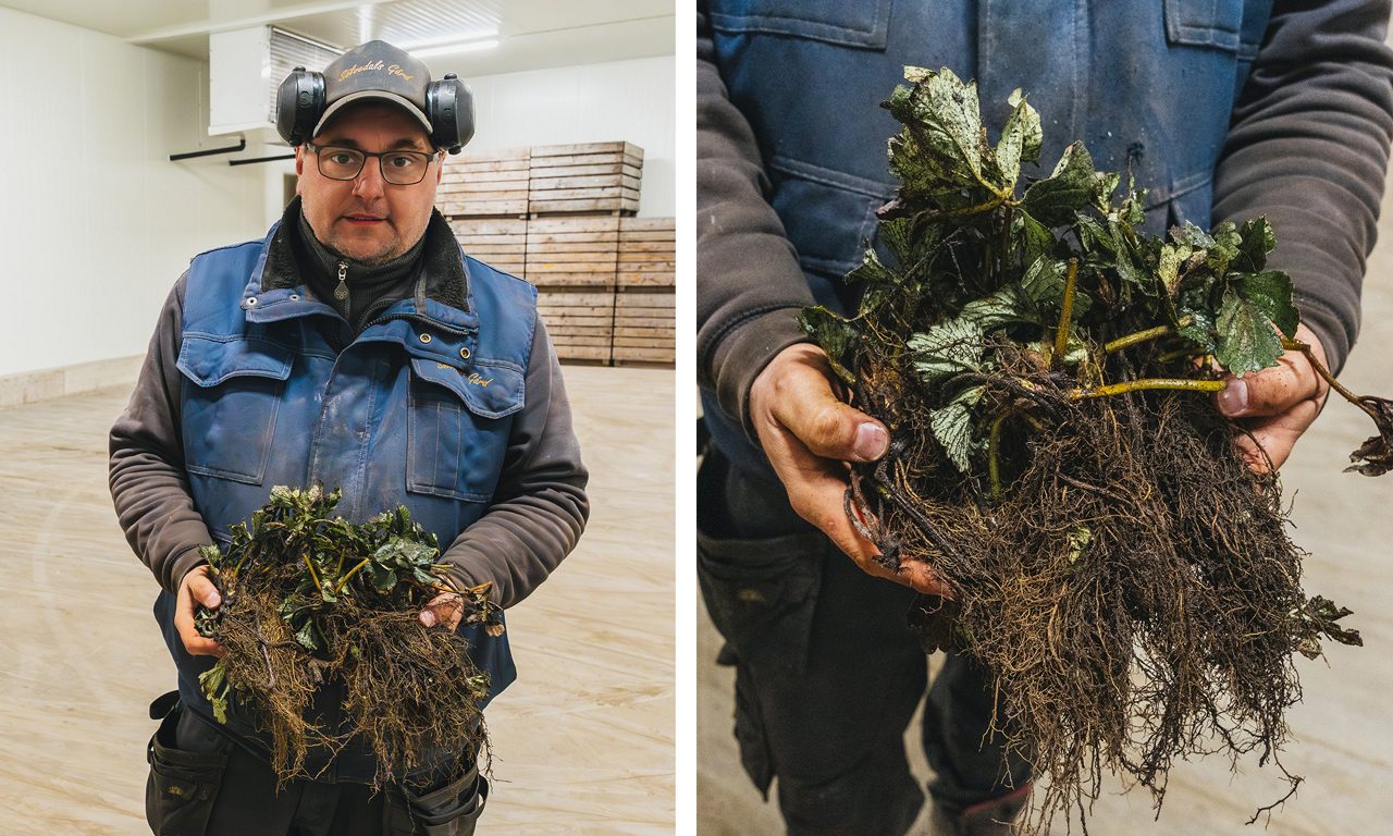 Martin visar jordgubbplantorna som snart ska planteras.