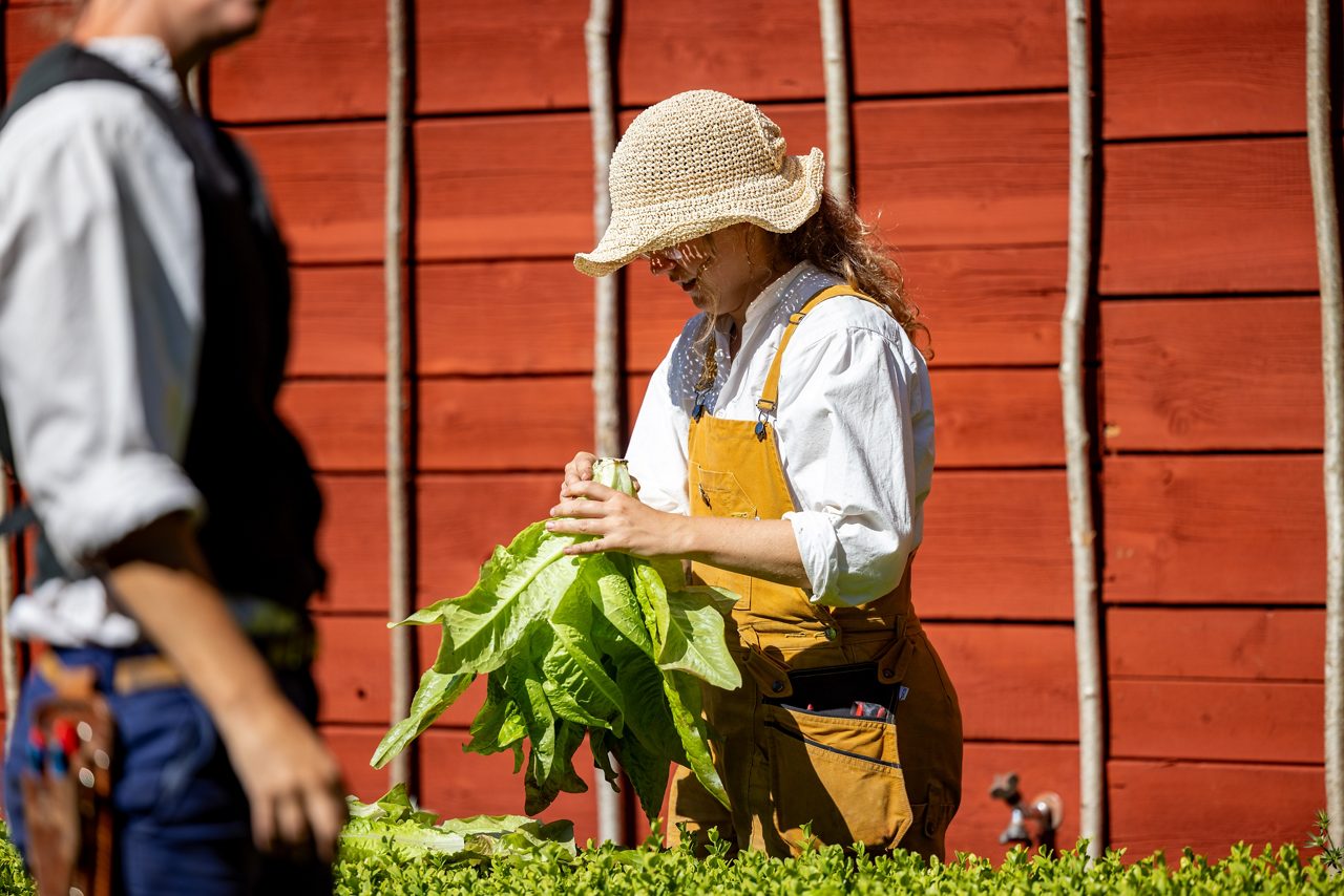Kvinna med hatt som skördar grönsaker