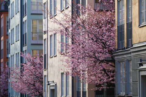 Multi-family house in spring with cherry blossom