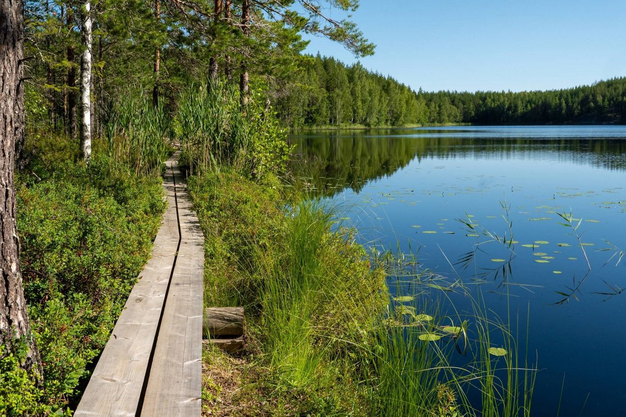 Trä, spång, led, stig