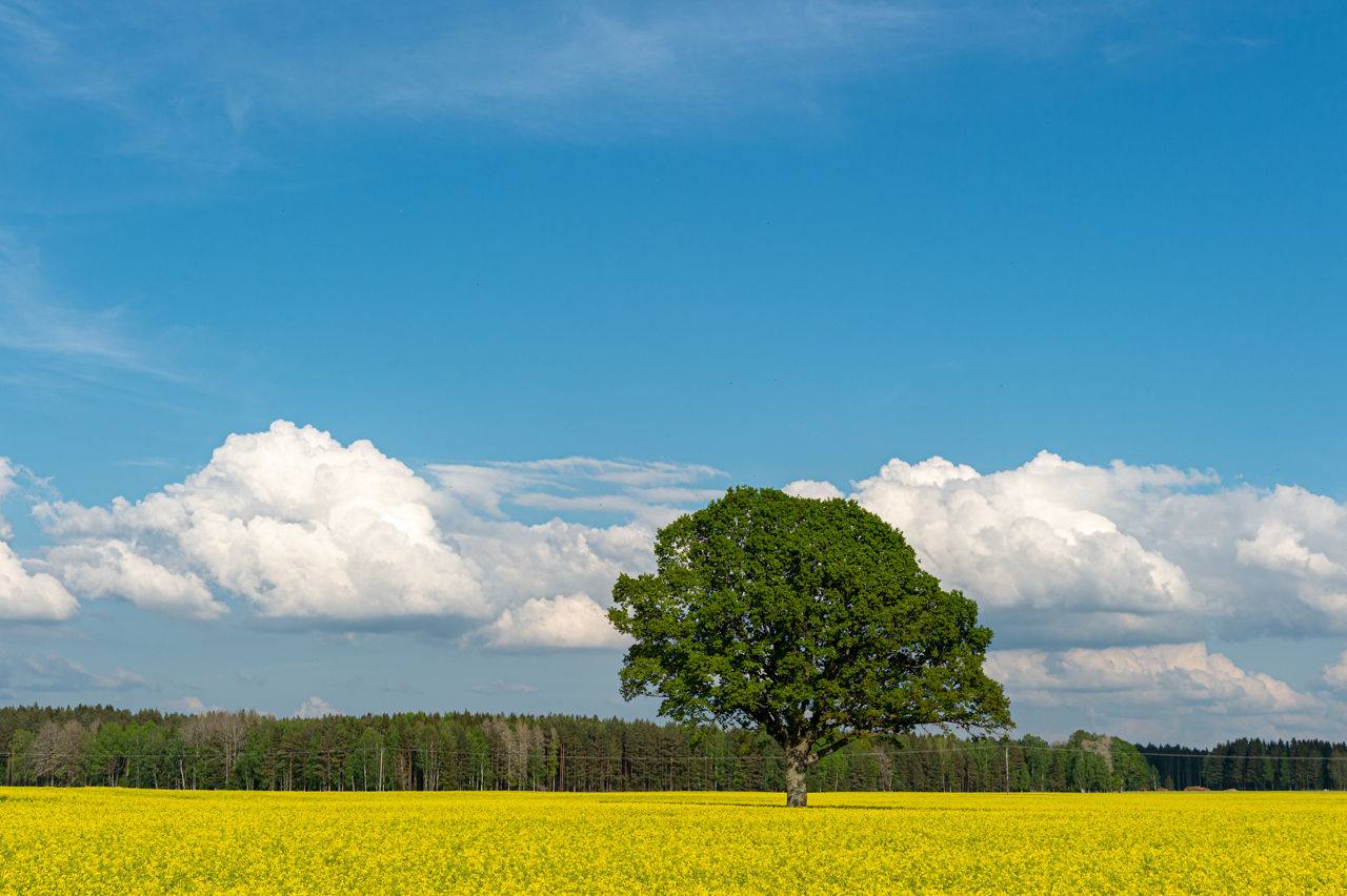 Field