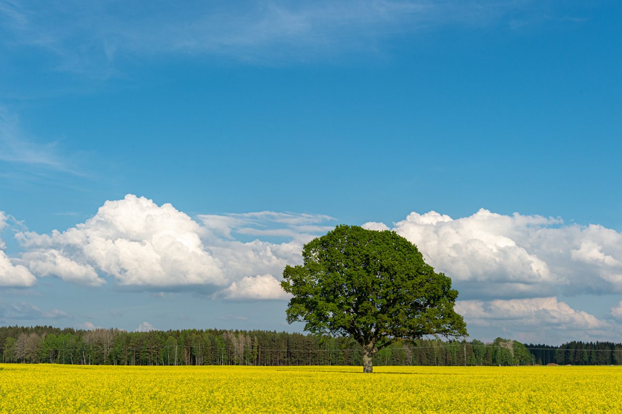 Rapsfält