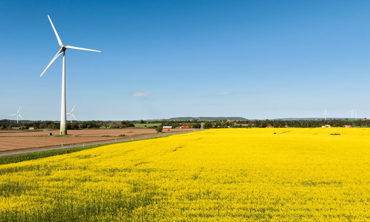 Rapsfält en klarblå sommardag