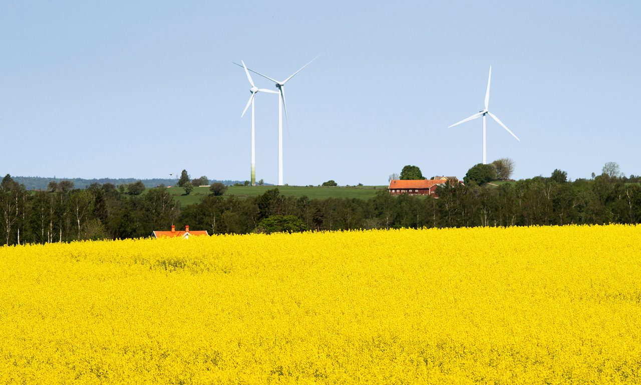 Rapsfält 