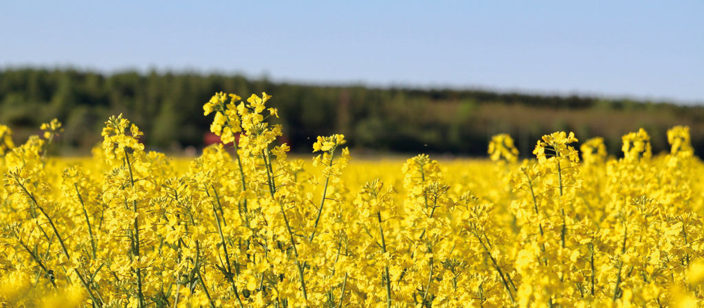rapeseed fields