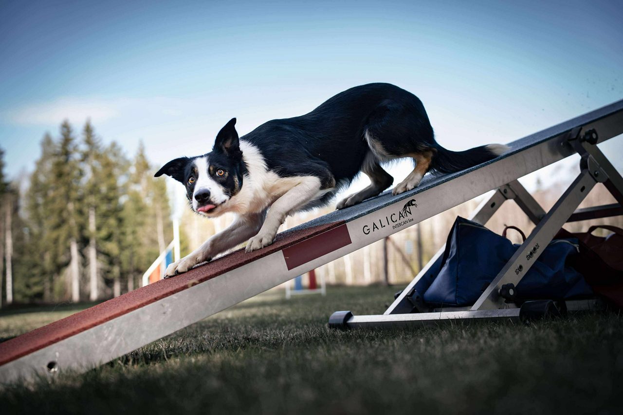 Hundar som tävlar i Agility under tävlingen Siljan Open.