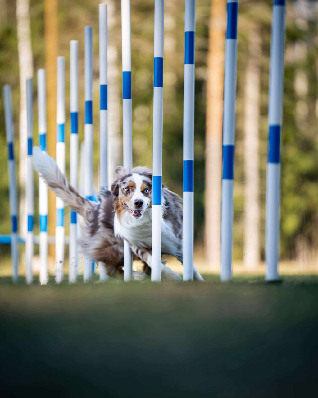 Hundar som tävlar i Agility under tävlingen Siljan Open.
