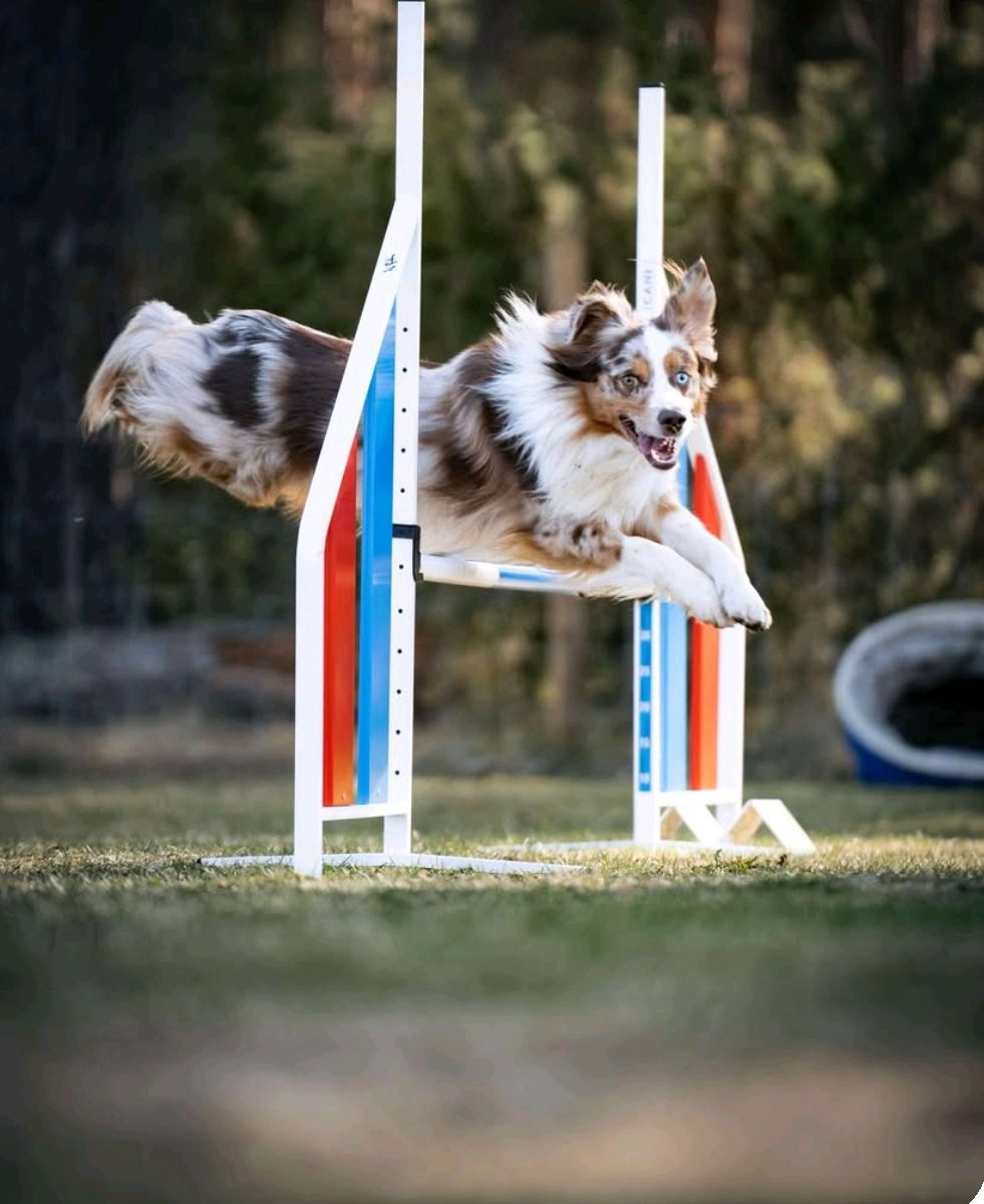 Hundar som tävlar i Agility under tävlingen Siljan Open.