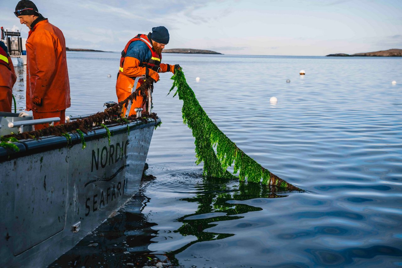 En man står i en båt och plockar tång från en tångodling