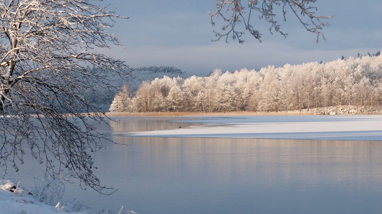 Winter, threes, snow, blue sky