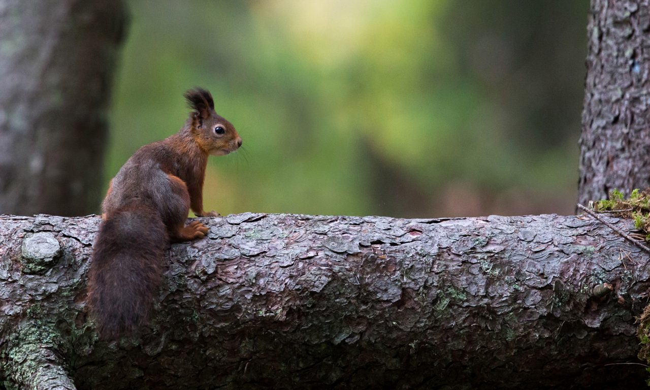Ekorre sitter i ett träd