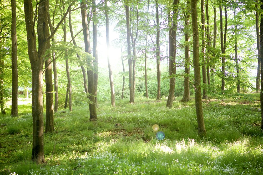 skog i motljus