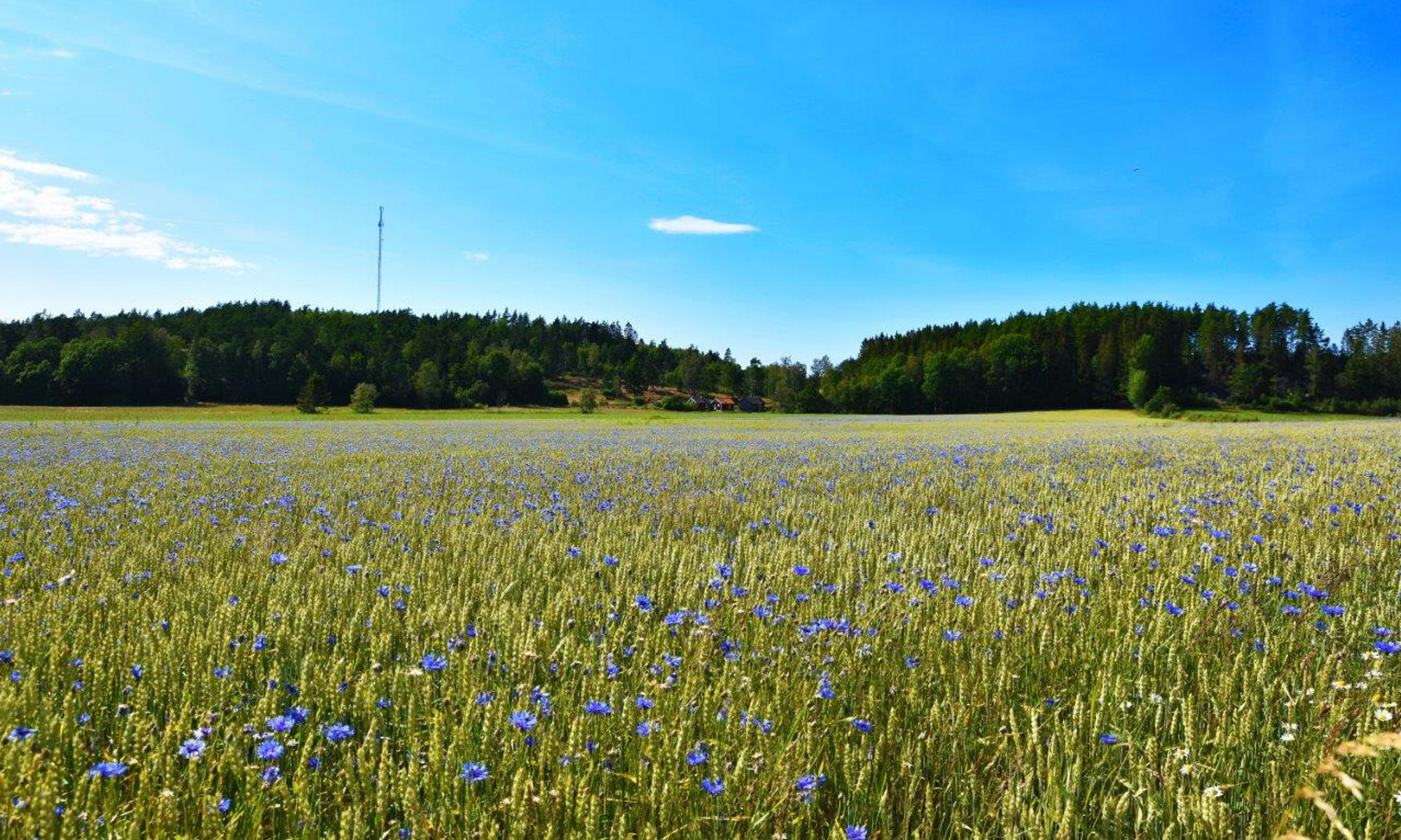 Blåklint på en stor äng i Kville