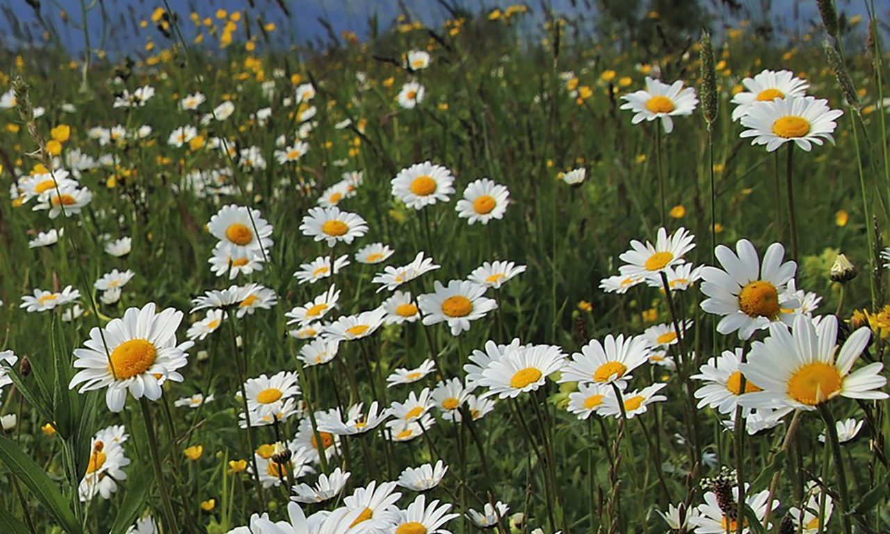 Prästkragar på blomsteräng