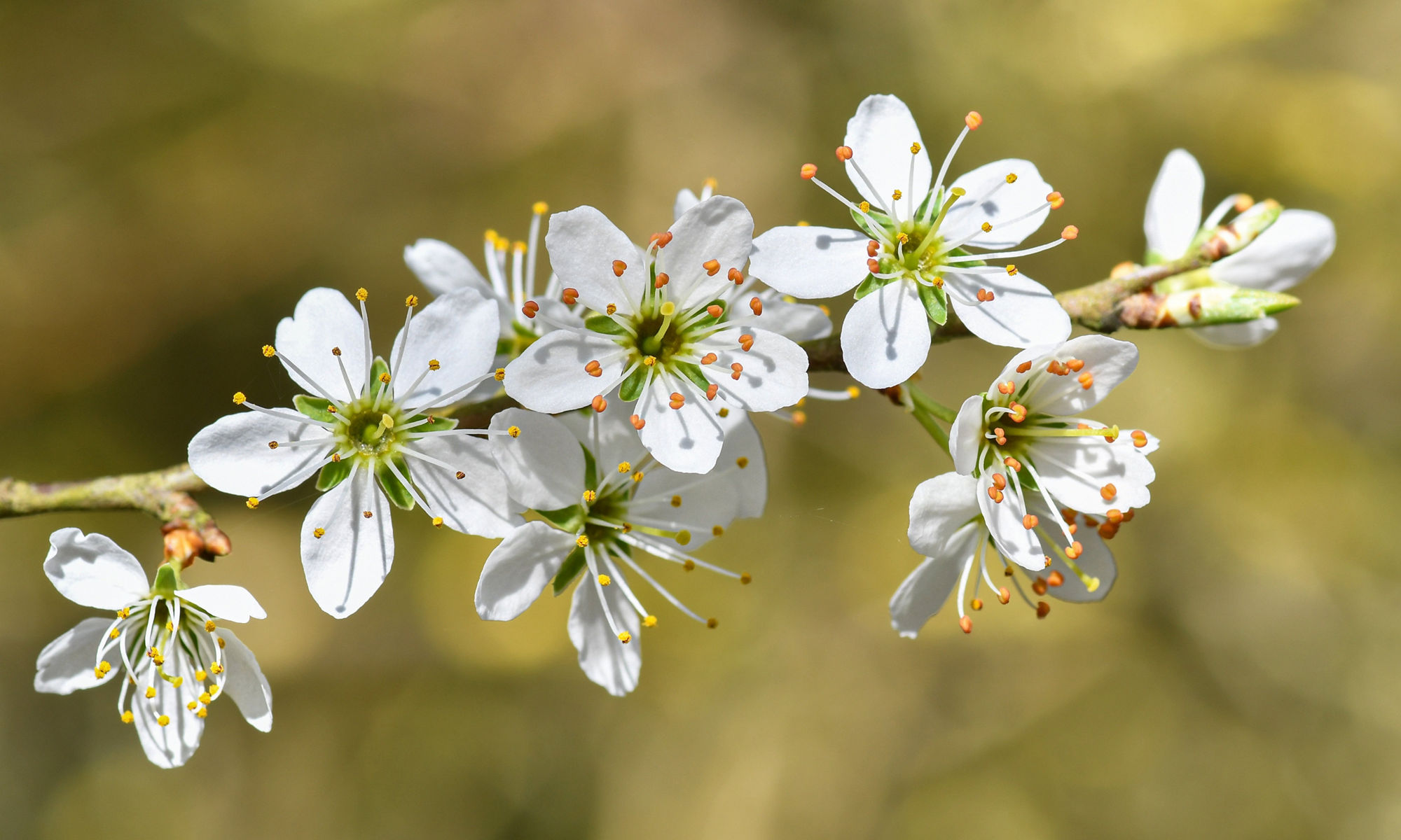 Körsblommor på en gren