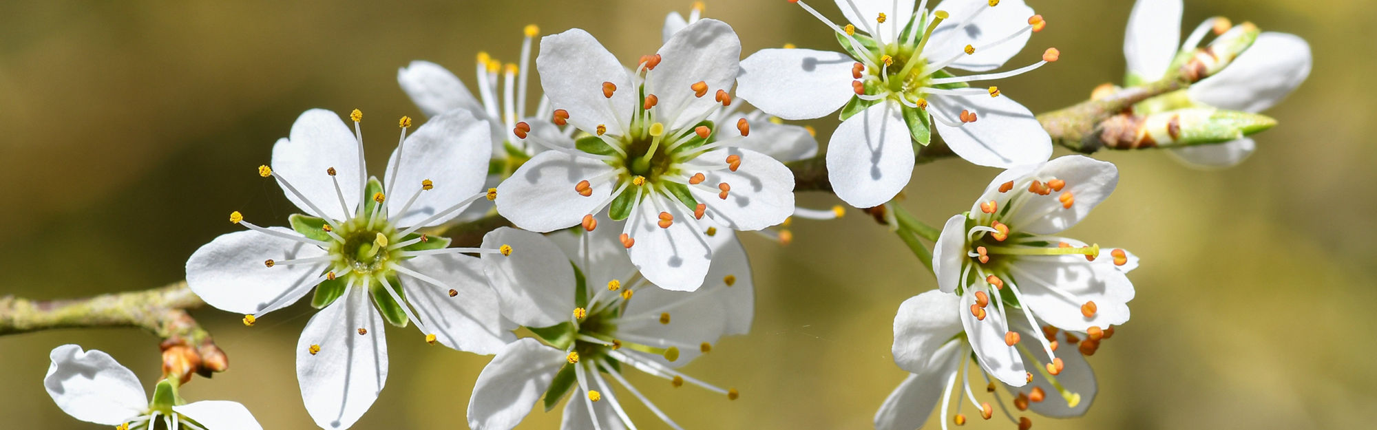 Körsbärsblomma på en gren