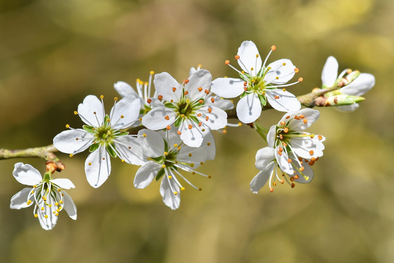 Körsblommor på en gren