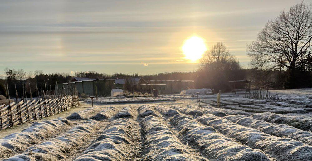 Odlingsbäddar på vintern täckta av snö