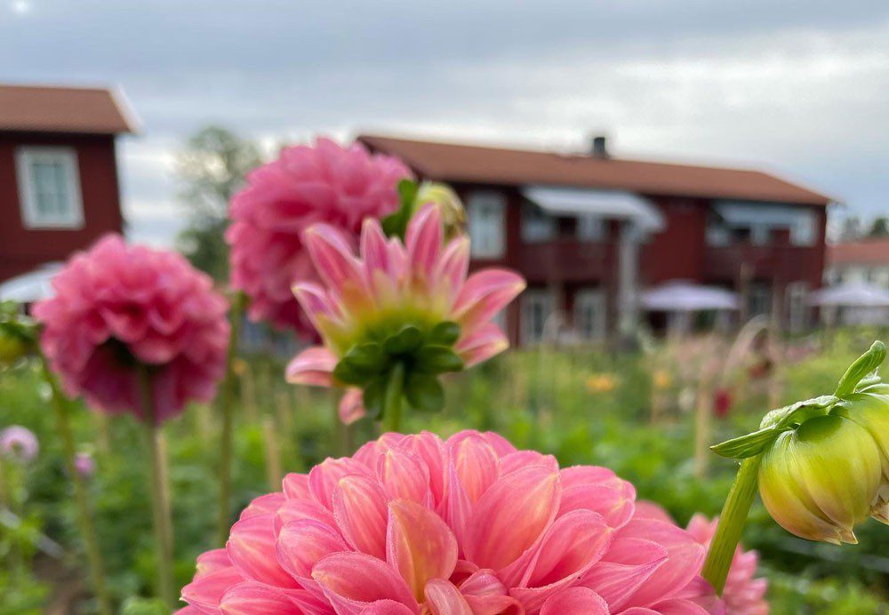 Rosa blommor framför ett rött hus