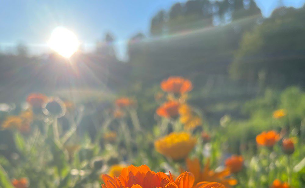 Orangea blommor i solsken