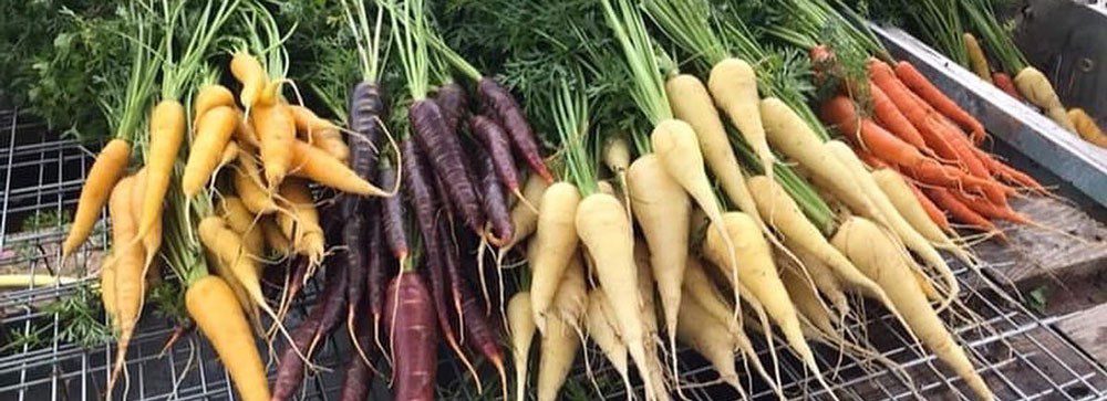 Morötter i orange, gult, vitt och lila