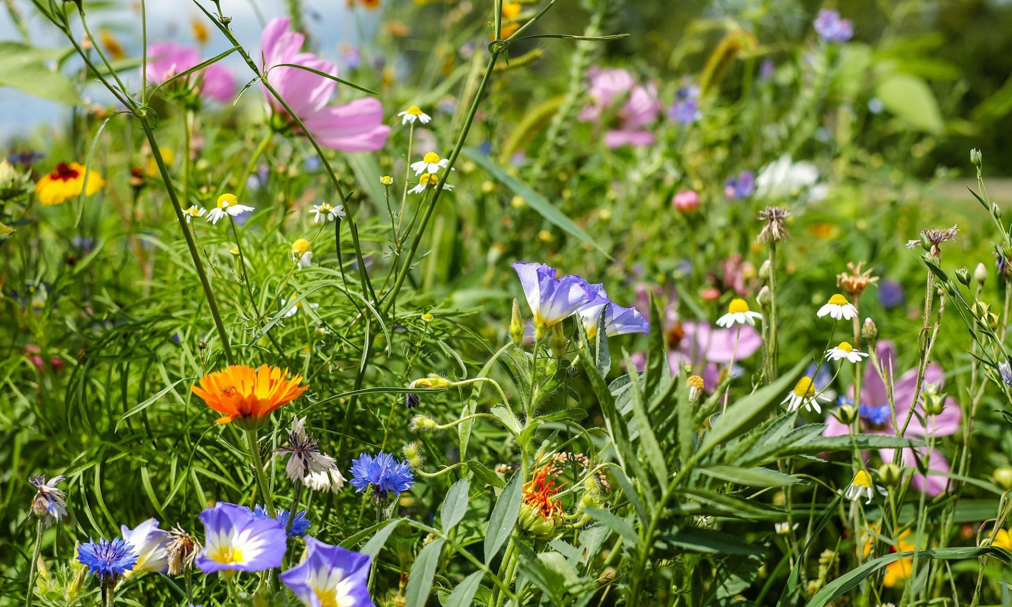 Sommaräng