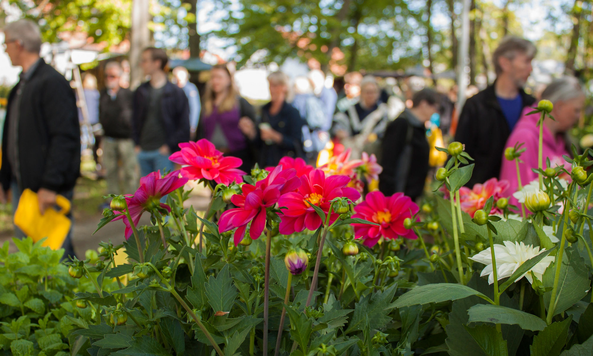 Blommor och besökare på Österlen Garden Show.